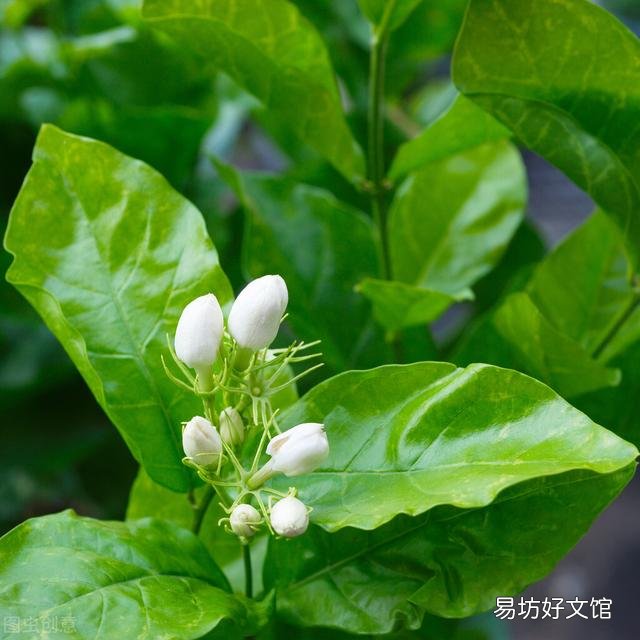啤酒可以浇花吗?有哪些植物适合?