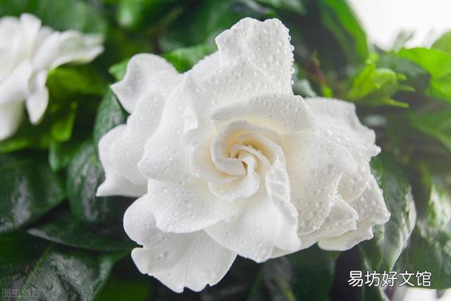 啤酒可以浇花吗?有哪些植物适合?