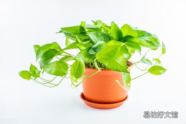 啤酒可以浇花吗?有哪些植物适合?