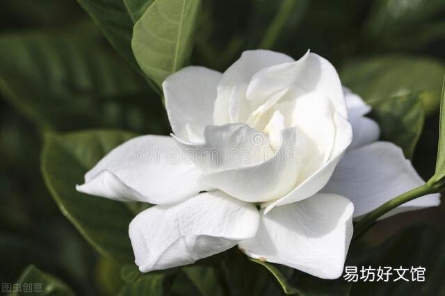 啤酒可以浇花吗?有哪些植物适合?