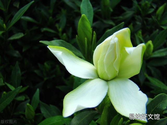 啤酒可以浇花吗?有哪些植物适合?