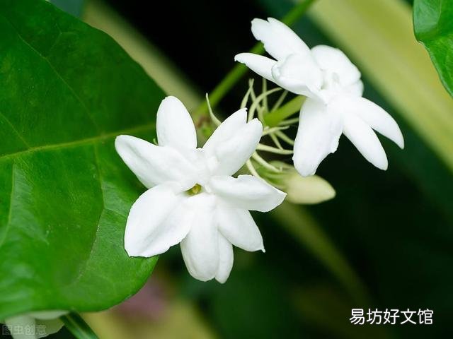 啤酒可以浇花吗?有哪些植物适合?