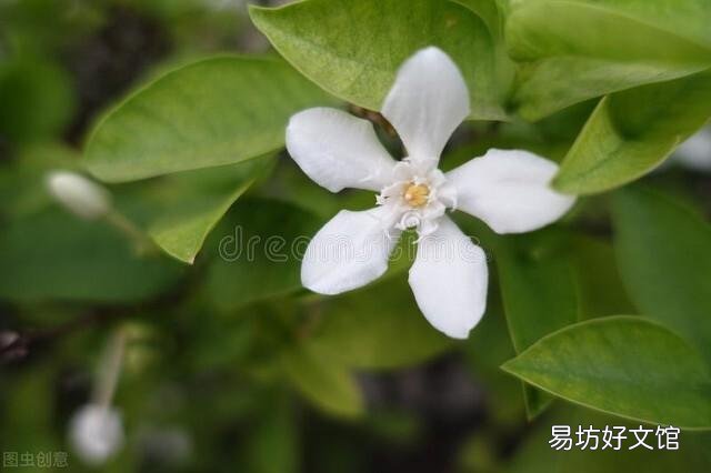 啤酒可以浇花吗?有哪些植物适合?