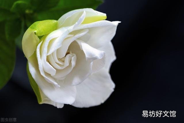 啤酒可以浇花吗?有哪些植物适合?