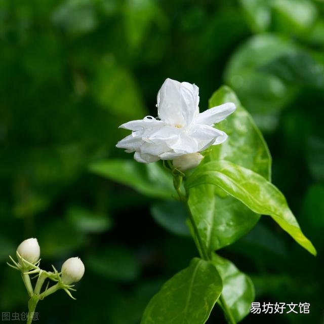 啤酒可以浇花吗?有哪些植物适合?