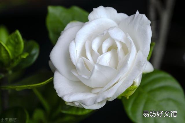 啤酒可以浇花吗?有哪些植物适合?