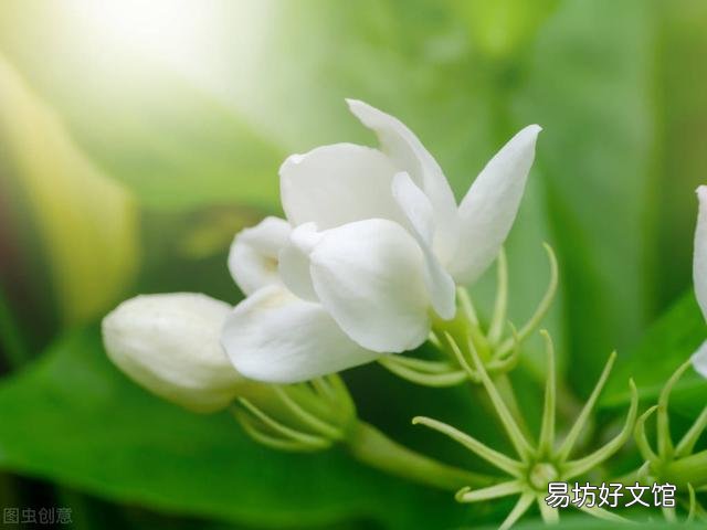 啤酒可以浇花吗?有哪些植物适合?