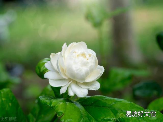 啤酒可以浇花吗?有哪些植物适合?