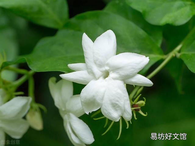啤酒可以浇花吗?有哪些植物适合?