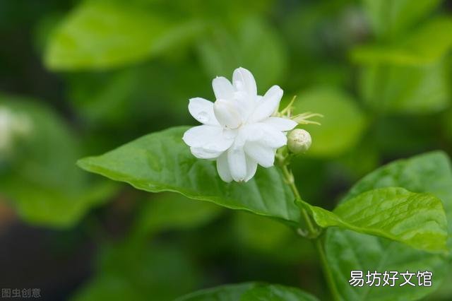 啤酒可以浇花吗?有哪些植物适合?