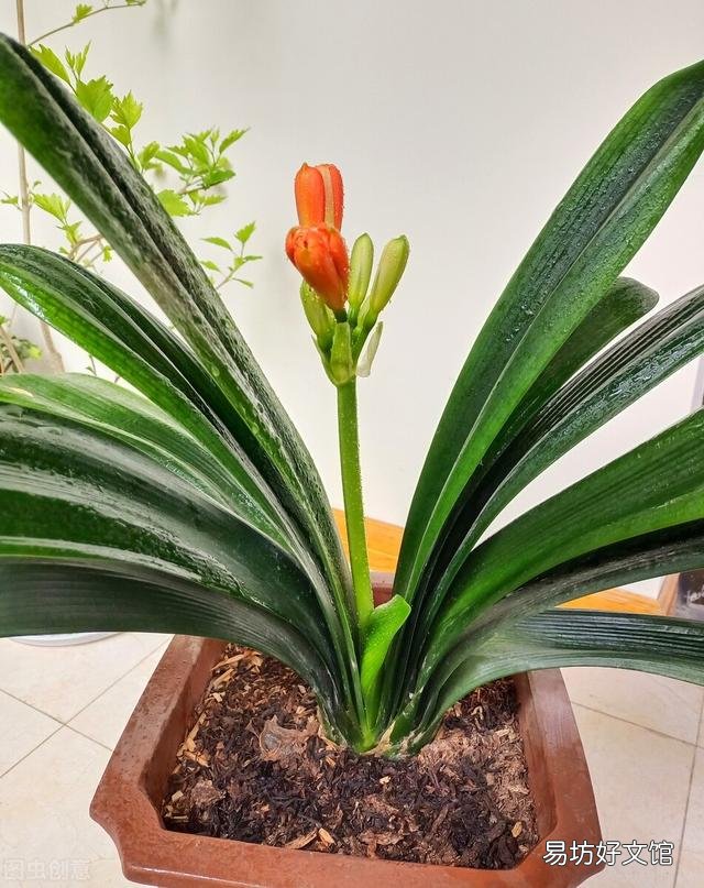 啤酒可以浇花吗?有哪些植物适合?