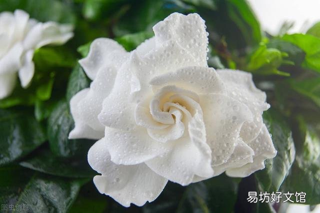 啤酒可以浇花吗?有哪些植物适合?