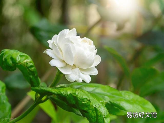 啤酒可以浇花吗?有哪些植物适合?