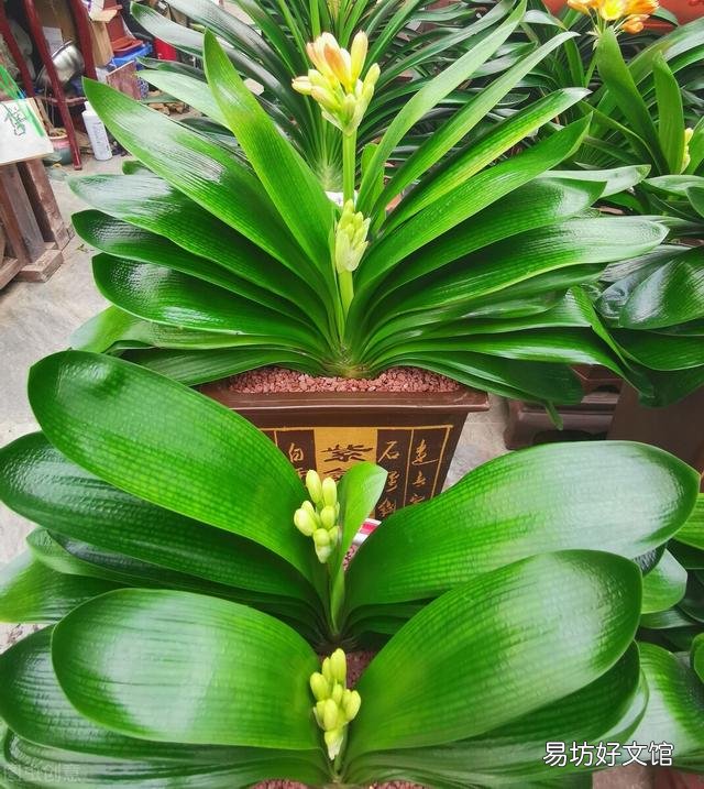 啤酒可以浇花吗?有哪些植物适合?