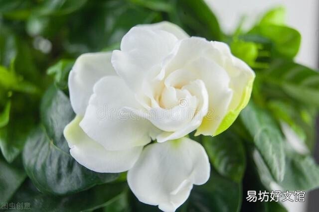 啤酒可以浇花吗?有哪些植物适合?