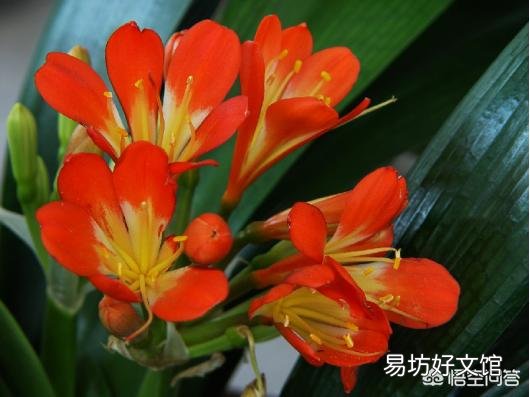 君子兰夹箭到底是怎么一回事呢？