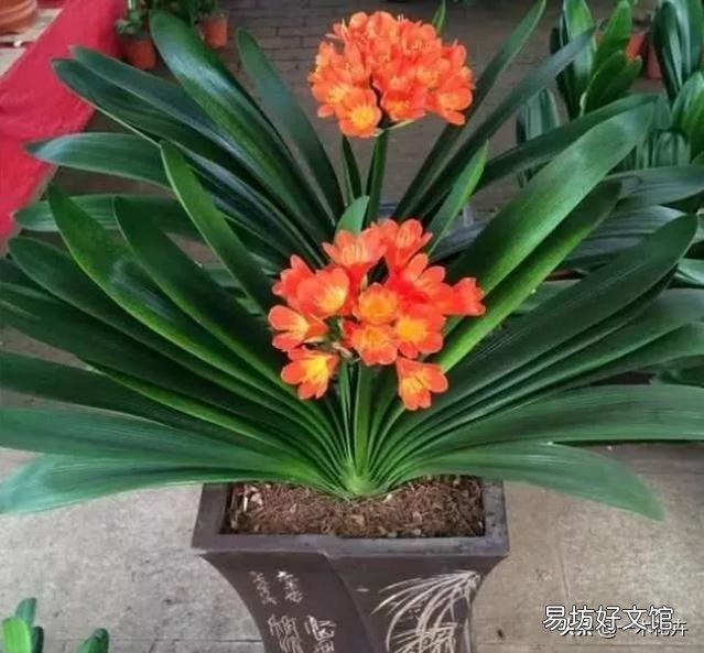 君子兰夹箭到底是怎么一回事呢？