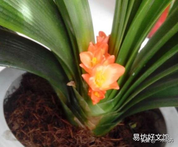 君子兰夹箭到底是怎么一回事呢？
