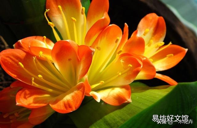 君子兰夹箭到底是怎么一回事呢？