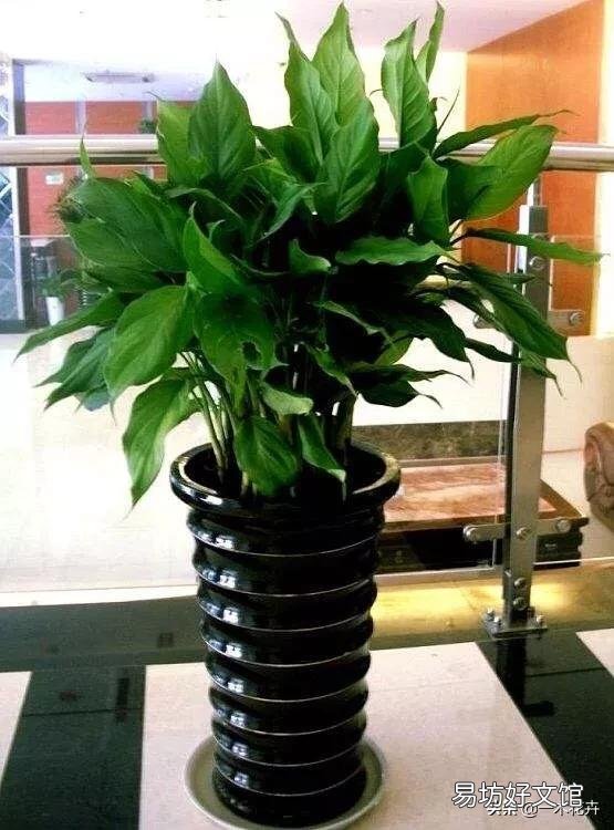 万年青咋养?耐多少低温?