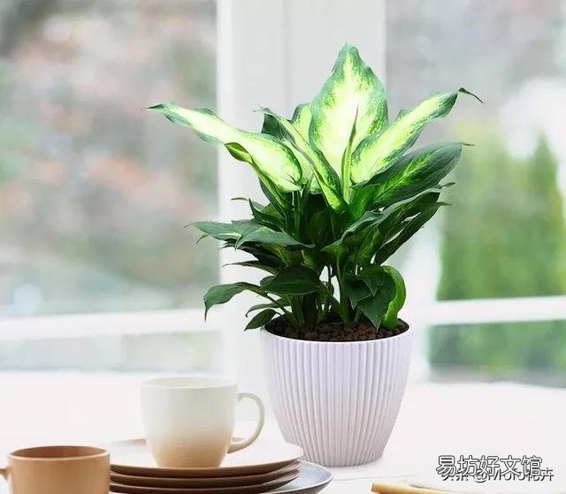 万年青咋养?耐多少低温?