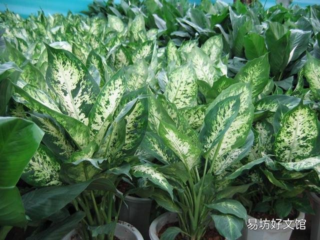 万年青咋养?耐多少低温?