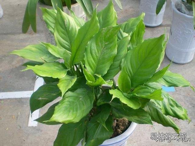 万年青咋养?耐多少低温?