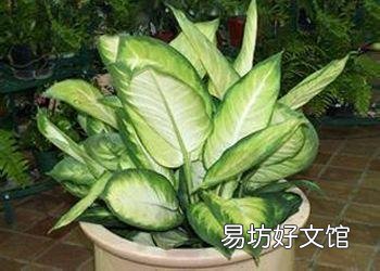 万年青咋养?耐多少低温?