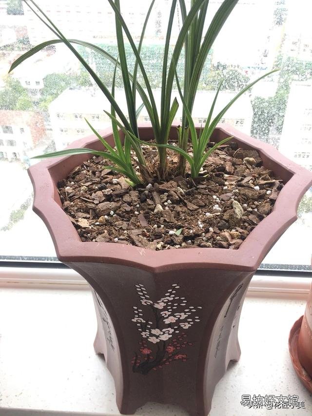 北方兰花现在可以全日光照吗?