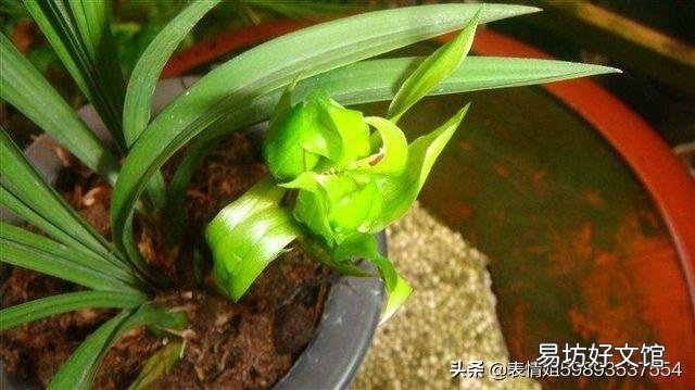 北方兰花现在可以全日光照吗?