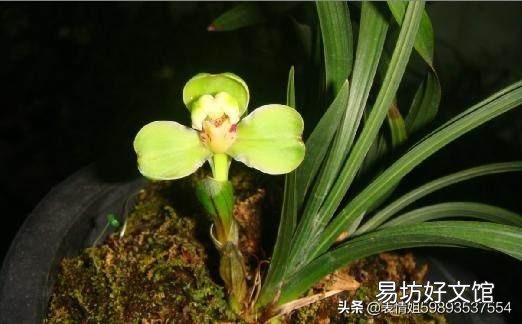 北方兰花现在可以全日光照吗?