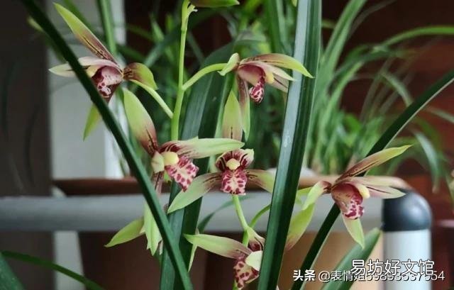 北方兰花现在可以全日光照吗?