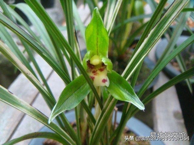 北方兰花现在可以全日光照吗?