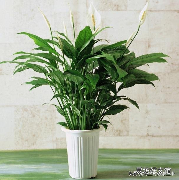 一帆风顺和红掌能一起养吗?
