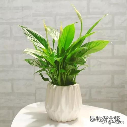 一帆风顺和红掌能一起养吗?