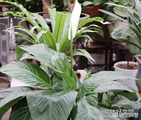 一帆风顺和红掌能一起养吗?