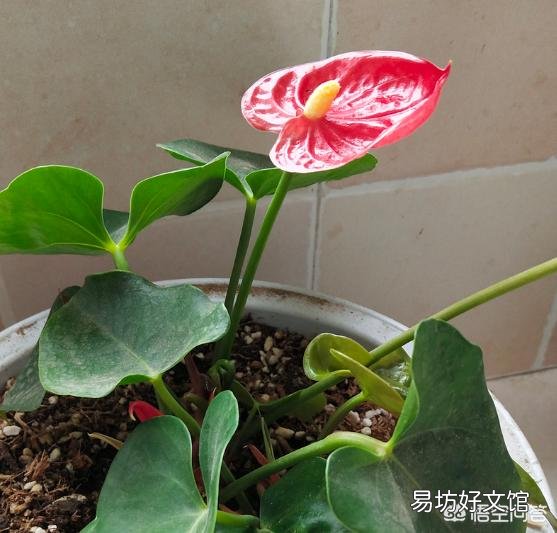 一帆风顺和红掌能一起养吗?