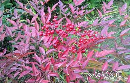南天竹不结果,是什么原因?