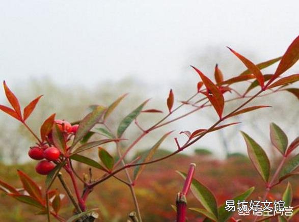 南天竹不结果,是什么原因?