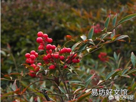 南天竹不结果,是什么原因?
