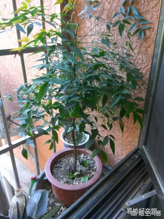 南天竹不结果,是什么原因?