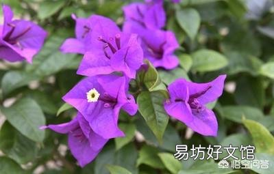 三角梅用什么土栽培好?有哪些技巧?