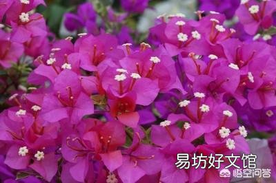 三角梅用什么土栽培好?有哪些技巧?