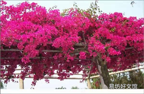 三角梅用什么土栽培好?有哪些技巧?