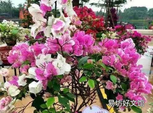 三角梅用什么土栽培好?有哪些技巧?
