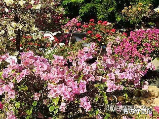 三角梅用什么土栽培好?有哪些技巧?