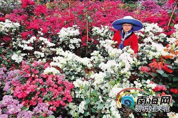 三角梅用什么土栽培好?有哪些技巧?