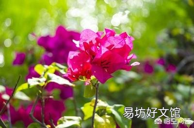 三角梅用什么土栽培好?有哪些技巧?