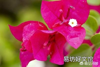 三角梅用什么土栽培好?有哪些技巧?