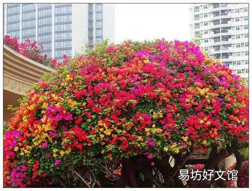 三角梅用什么土栽培好?有哪些技巧?
